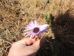 Dimorphotheca spectabilis