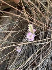 Gladiolus vernus