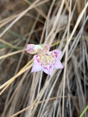 Gladiolus vernus