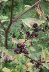 Arctium tomentosum
