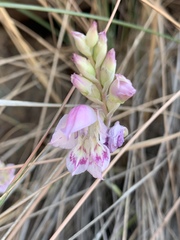 Gladiolus vernus