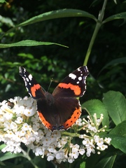 Vanessa atalanta