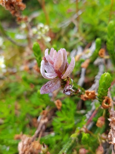 Exobasidium cassiopes image