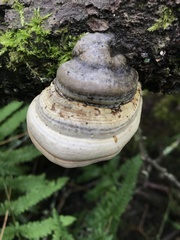 Fomes fomentarius