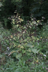 Arctium tomentosum