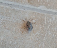 Halyomorpha halys