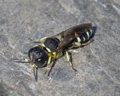 Ectemnius trifasciatus