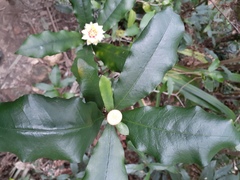 Eupomatia bennettii