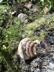 Fomes fomentarius