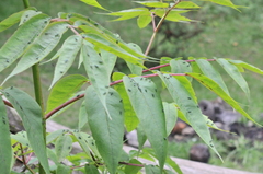 Graphocephala psephena