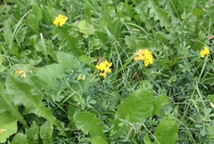 Lotus corniculatus