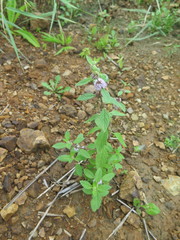 Mentha canadensis