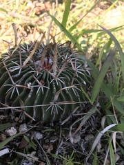 Echinofossulocactus dichroacanthus