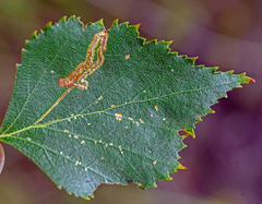 Stigmella confusella