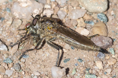 Machimus erythocnemius