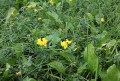 Lotus corniculatus