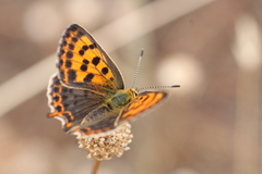 Lycaena bleusei