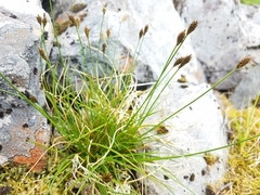 Carex micropoda