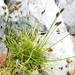 Carex micropoda - Photo 由 M. Goff 所上傳的 (c) M. Goff，保留部份權利CC BY-NC-SA