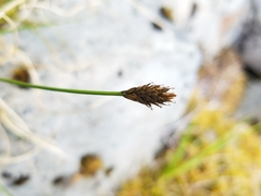 Carex micropoda