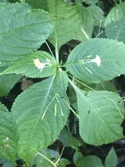 Impatiens parviflora