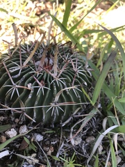 Echinofossulocactus dichroacanthus
