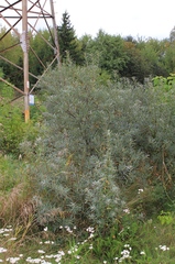 Hippophae rhamnoides
