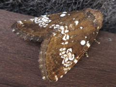 Dysmilichia gemella