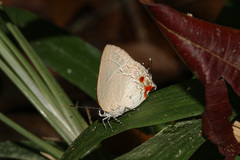 Strephonota cyllarissus