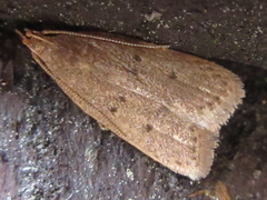 Brachmia modicella