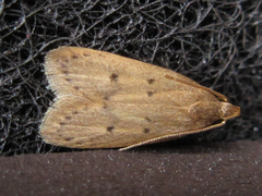 Brachmia modicella