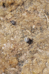 Littorinimorpha