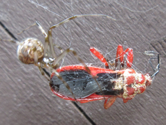 Labidocoris pectoralis