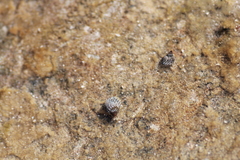 Littorinimorpha