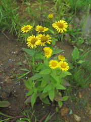 Inula japonica