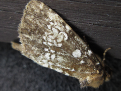 Dysmilichia gemella
