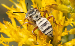 Triepeolus micropygius