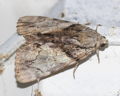 Catocala blandula