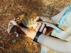 Tiliqua multifasciata