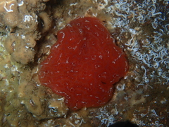 Aplidium nordmanni