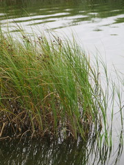 Bolboschoenus yagara