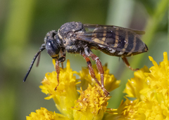 Triepeolus pectoralis
