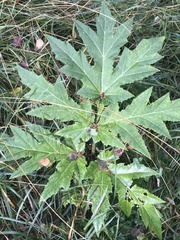 Heracleum mantegazzianum