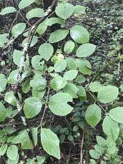 Lonicera xylosteum