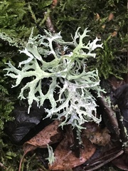 Evernia prunastri