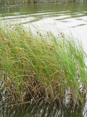Bolboschoenus yagara
