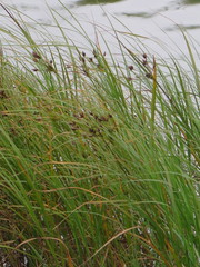 Bolboschoenus yagara