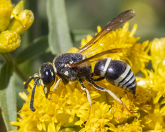 Euodynerus planitarsis