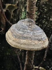 Fomes fomentarius