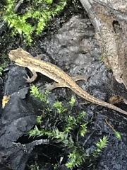 Lissotriton vulgaris